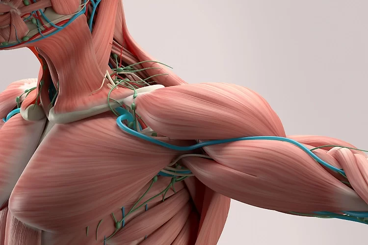 تقویت عضلات بدن و انواع انقباض عضلانی | چگونه با انواع تمرینات انقباضی عضلات خود را تقویت کنیم؟