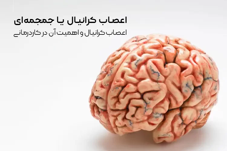 اعصاب کرانیال یا جمجمهای چیست؟ | اعصاب کرانیال و اهمیت آن در کاردرمانی